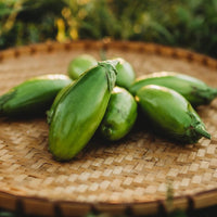 Jilo Comprido Verde Claro Eggplant heirloom seeds for home garden planting