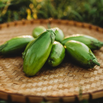 Jilo Comprido Verde Claro Eggplant heirloom seeds for home garden planting