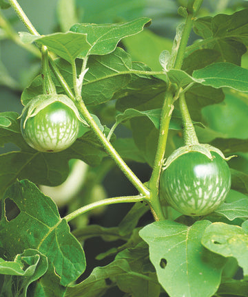 Jilo Comprido Verde Claro Eggplant heirloom seeds for home garden planting