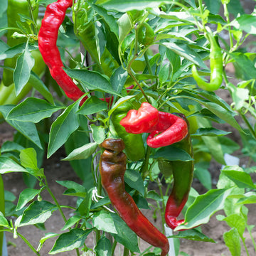 Jimmy Nardello Pepper heirloom seeds for home garden planting