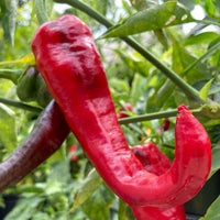 Jimmy Nardello Pepper Seeds for Home Garden Planting | Heirloom Non-GMO