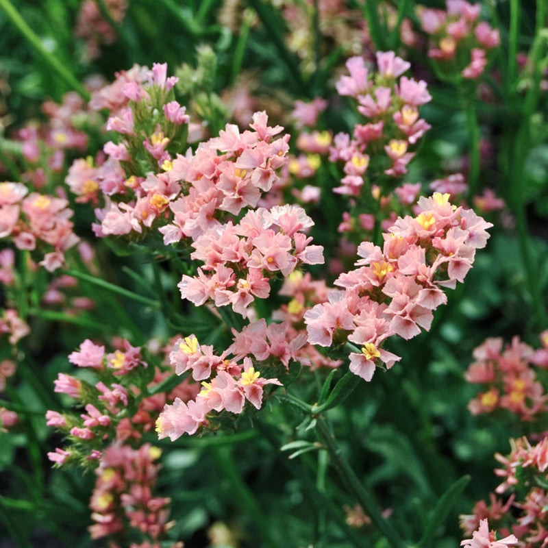 Limonium Sinuatum Flower Seeds – Heirloom Non-GMO Seeds for Dried and Cut Flower Gardens