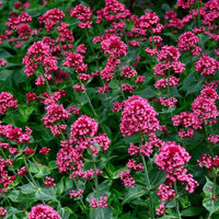 Heirloom Jupiter's Beard Flower Seeds – Non-GMO Seeds for Beautiful Garden Planting