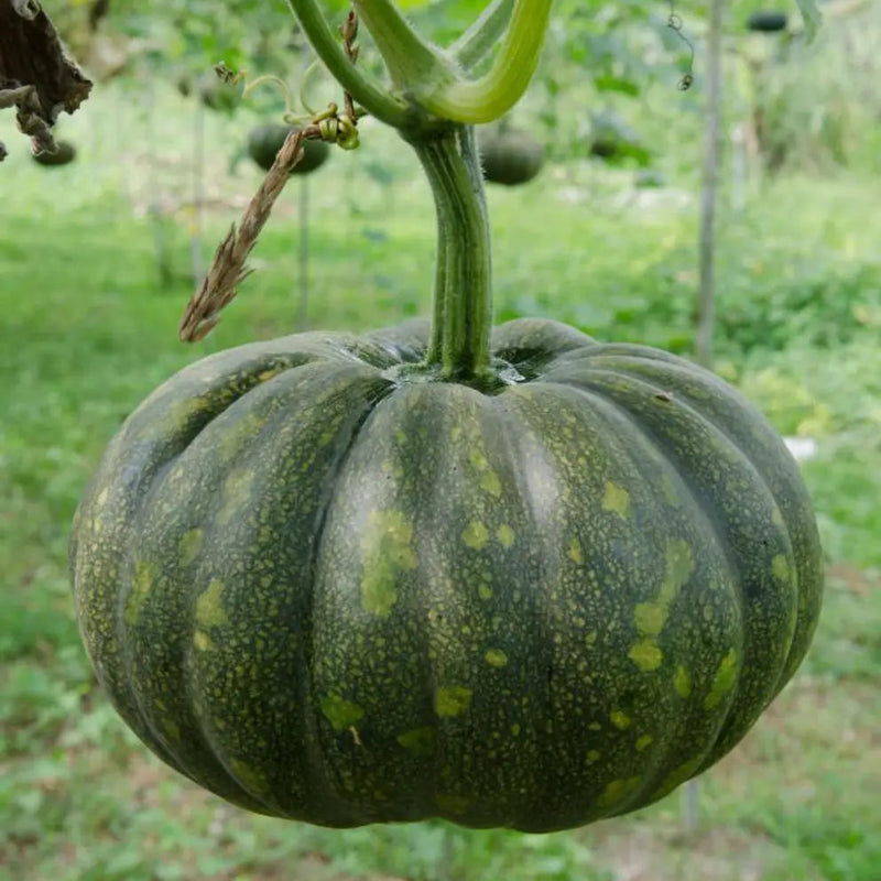 Kaddu Sitaphal Vegetable Seeds for Planting