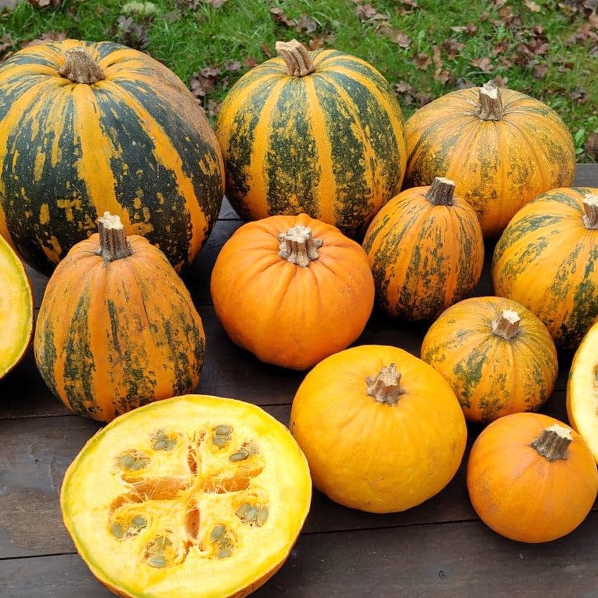 Kakai Hulless Oilseed Pumpkin heirloom seeds for home garden planting