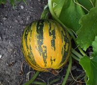 Kakai Hulless Oilseed Pumpkin Seeds for Home Garden Planting | Heirloom Non-GMO