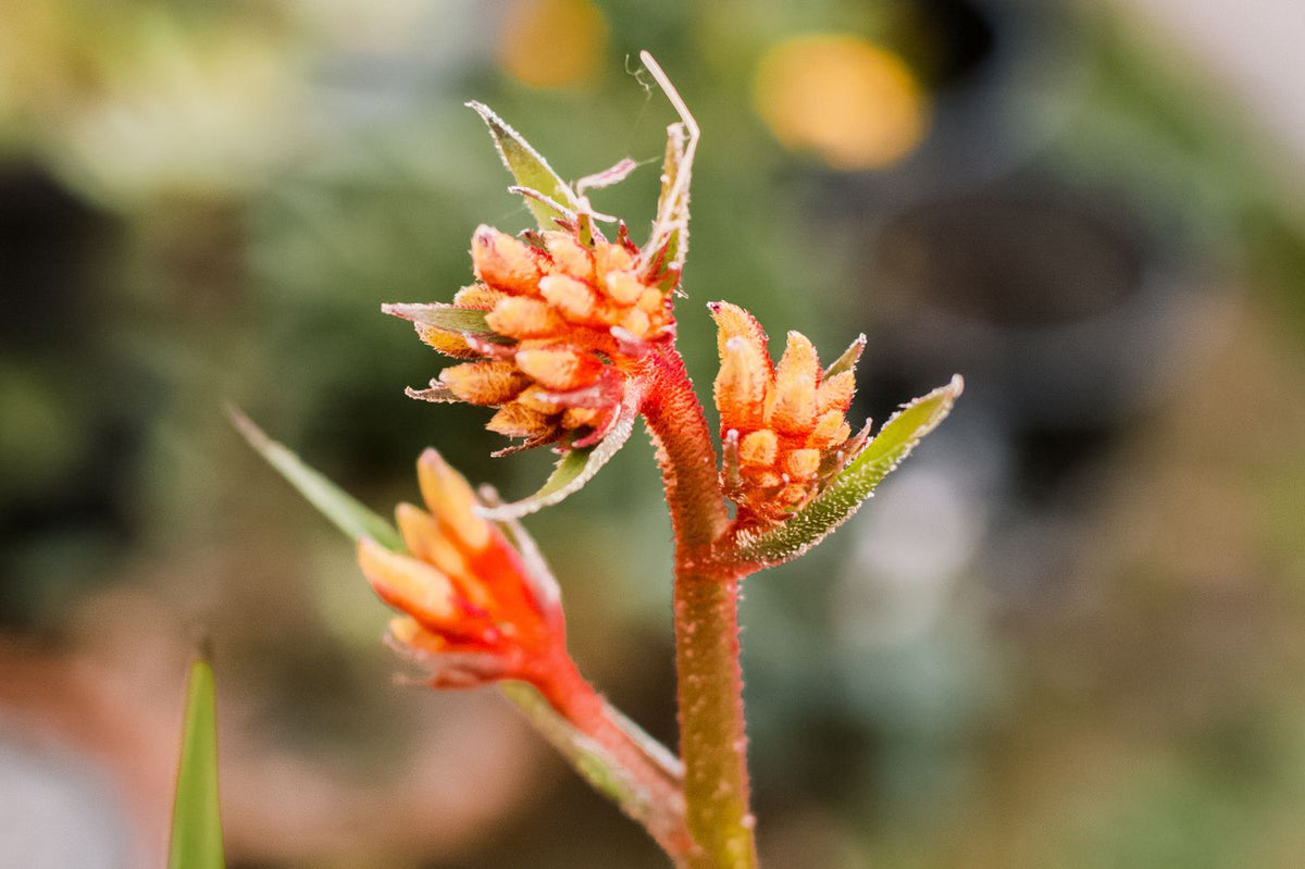 Kangaroo Paw Flower Seeds for Planting - NON GMO Seeds