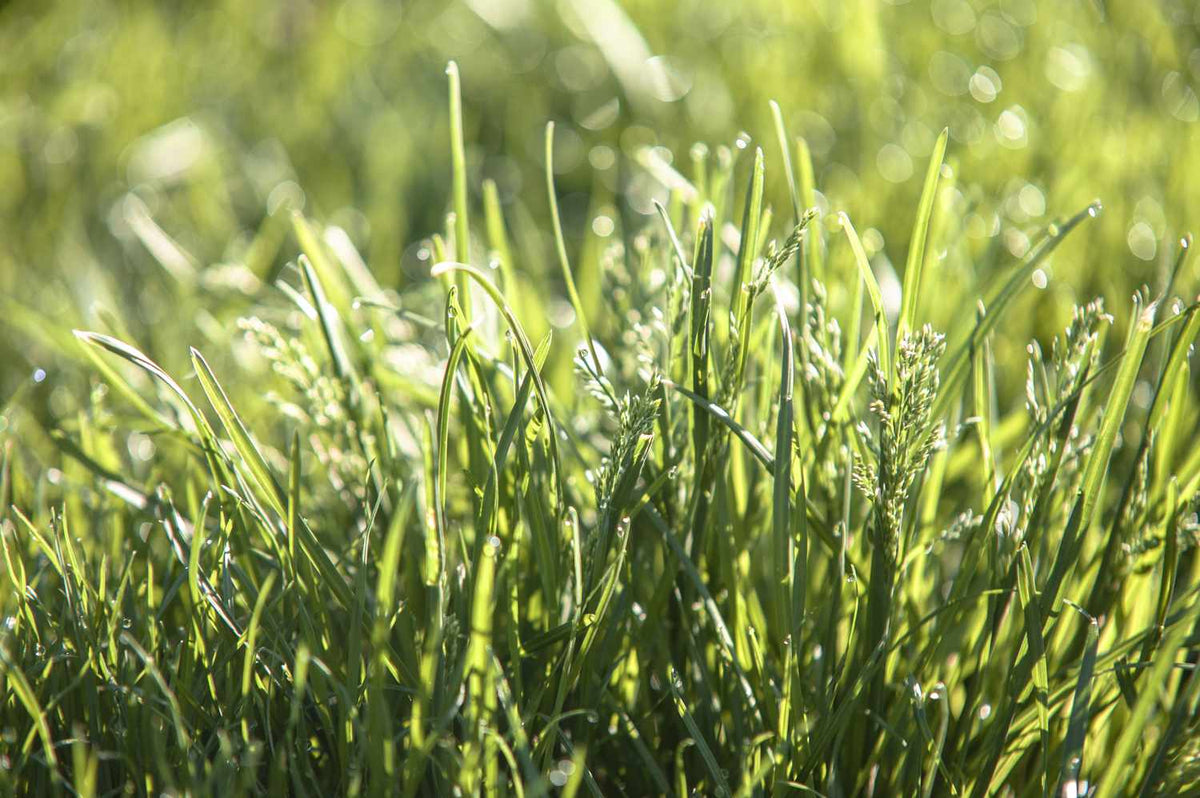 Revolution Kentucky Bluegrass Seed