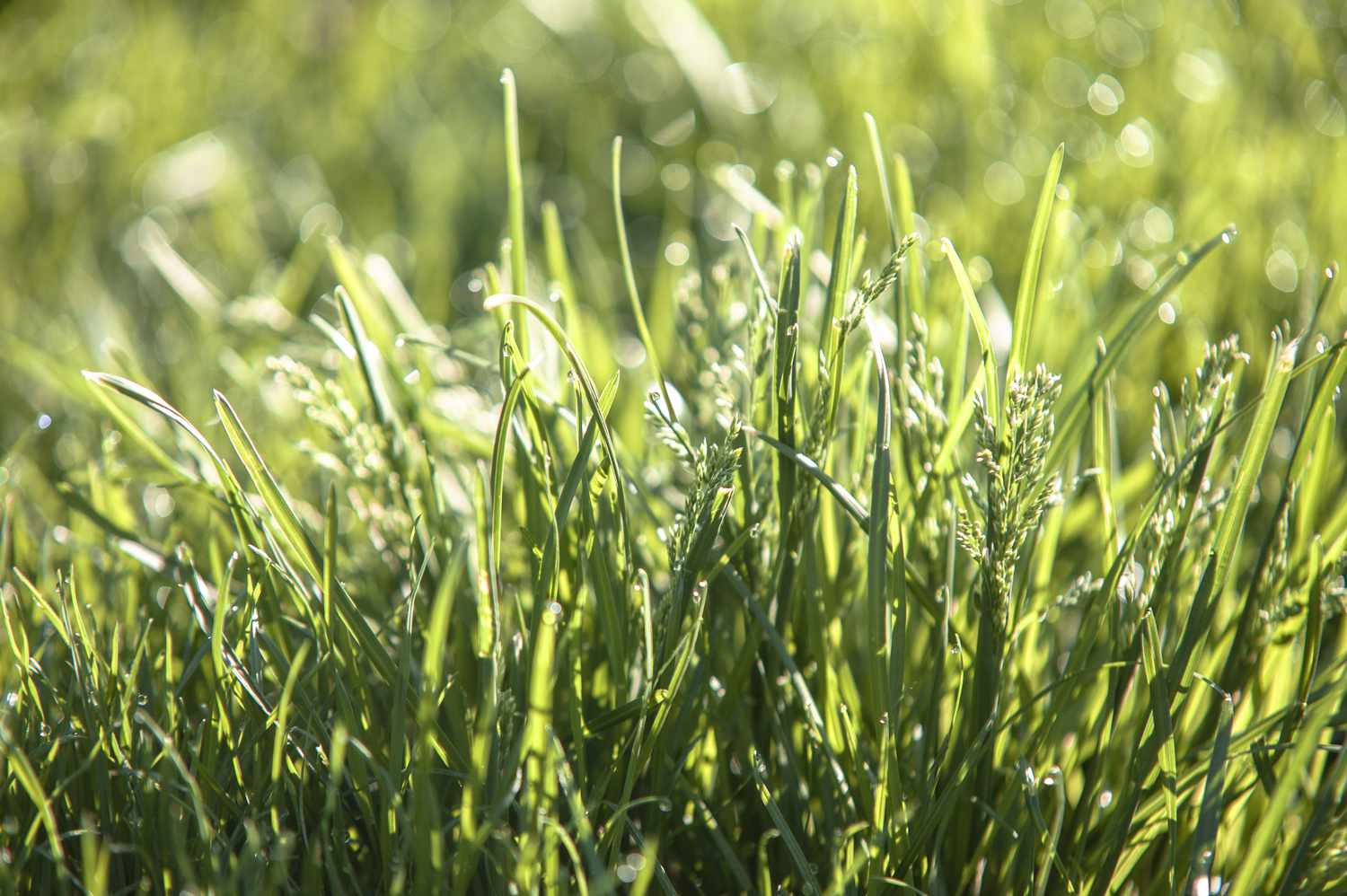Revolution Kentucky Bluegrass Seed