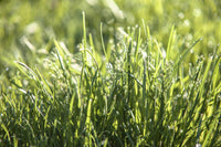 Revolution Kentucky Bluegrass Seed