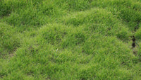 Award Kentucky Bluegrass Seed