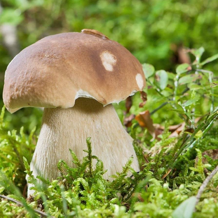 King Boletus mushrooms growing in a natural woodland setting.