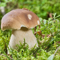 King Boletus mushrooms growing in a natural woodland setting.