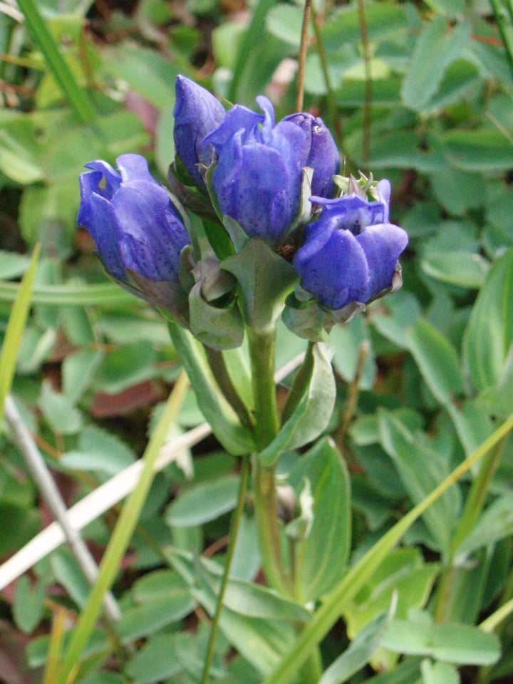 Heirloom Non-GMO Blue Gentiana Sceptrum Flower Seeds for Alpine Garden Beds and Vibrant Outdoor Planting