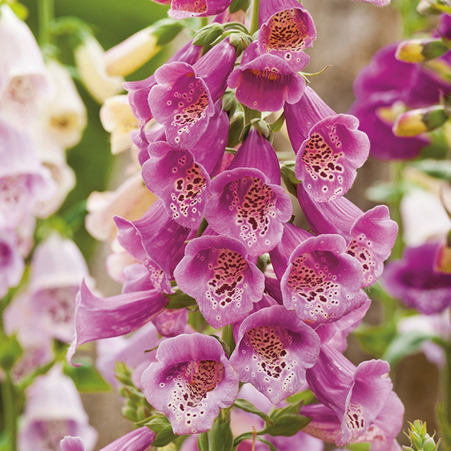 Pink Climbing Foxglove Flower Seeds for Planting - NON GMO Seeds