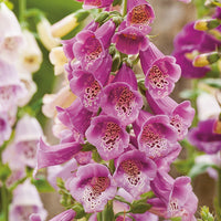 Pink Climbing Foxglove Flower Seeds for Planting - NON GMO Seeds