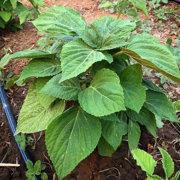 Fresh Korean Perilla leaves growing in an outdoor herb garden.