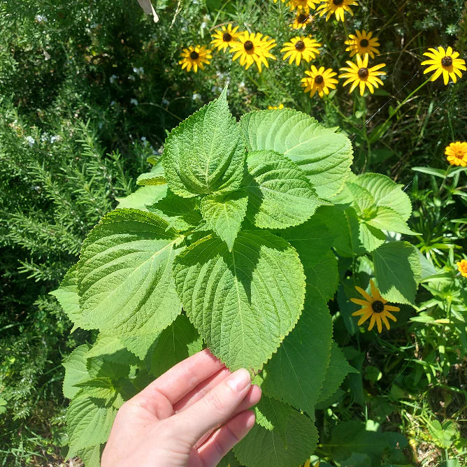 Korean Perilla seeds for herb garden planting.