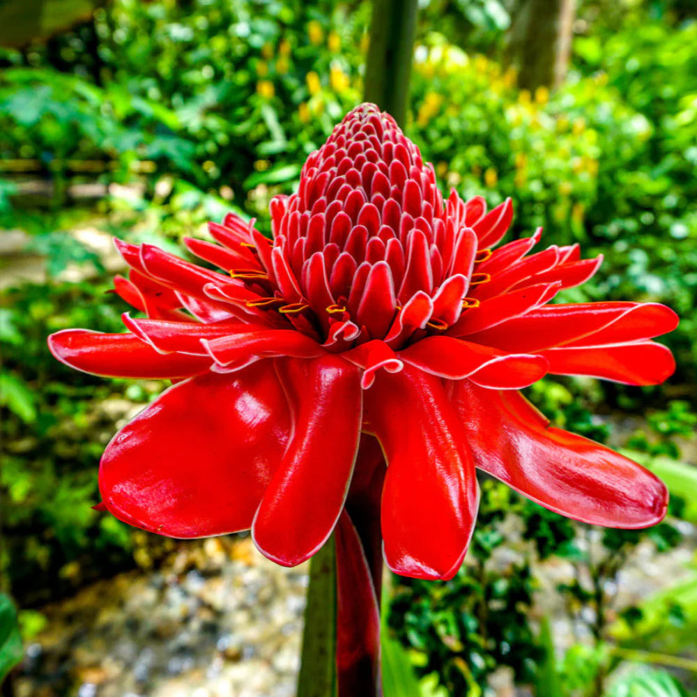 Ginger Etlingera Elatior Flower Seeds for Planting -Hierloom Flower Seeds