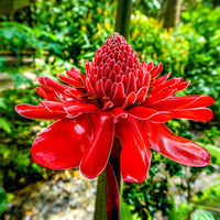 Ginger Etlingera Elatior Flower Seeds for Planting -Hierloom Flower Seeds