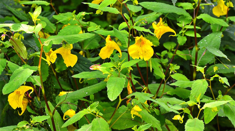 Jewelweed Flower Seeds â€“ Heirloom, Non-GMO Wildflower Seeds for Planting Pollinator Gardens for planting in home garden