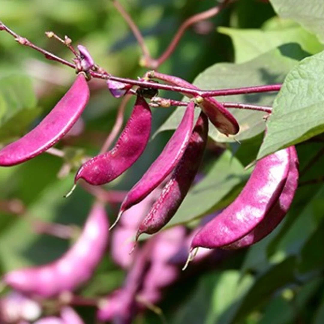 Ruby Moon Hyacinth Bean Seeds for Home Garden Planting | Heirloom Non-GMO