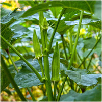 Lady's Finger okra plants growing in a healthy home vegetable garden.