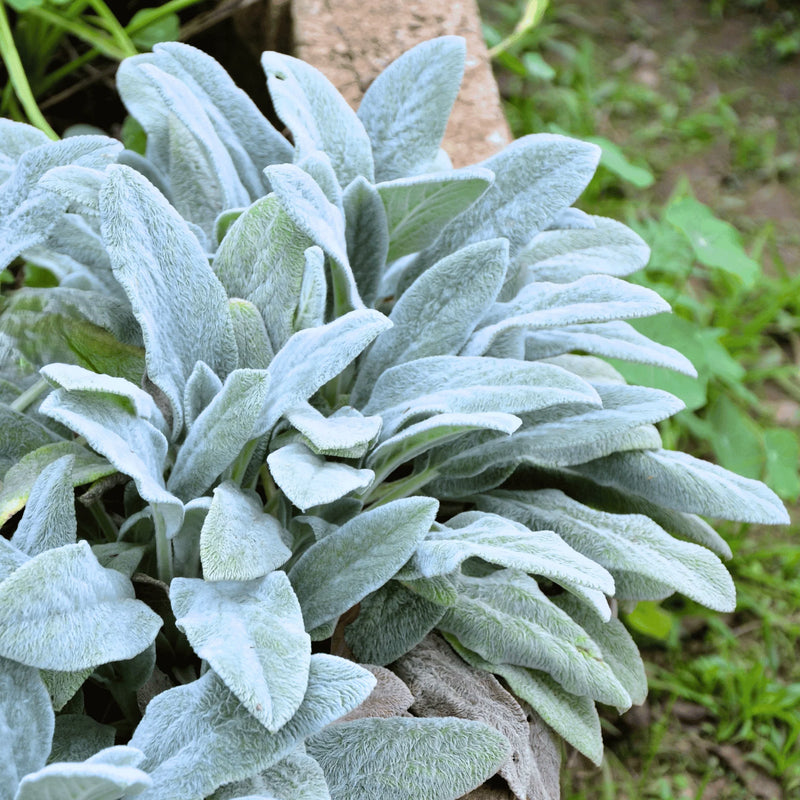 Heirloom Lamb's Ear Plant Seeds for Garden Planting, Non-GMO, Soft Silver Foliage for Borders
