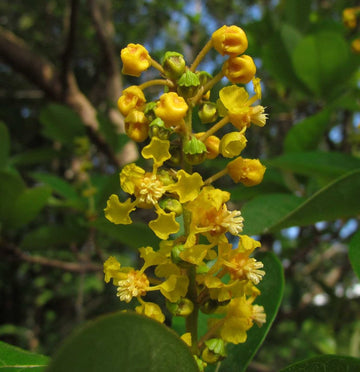 Byrsonima Crassifolia Flower Seeds – Heirloom Non-GMO Seeds for Garden Planting - Crassifolia for planting in home garden