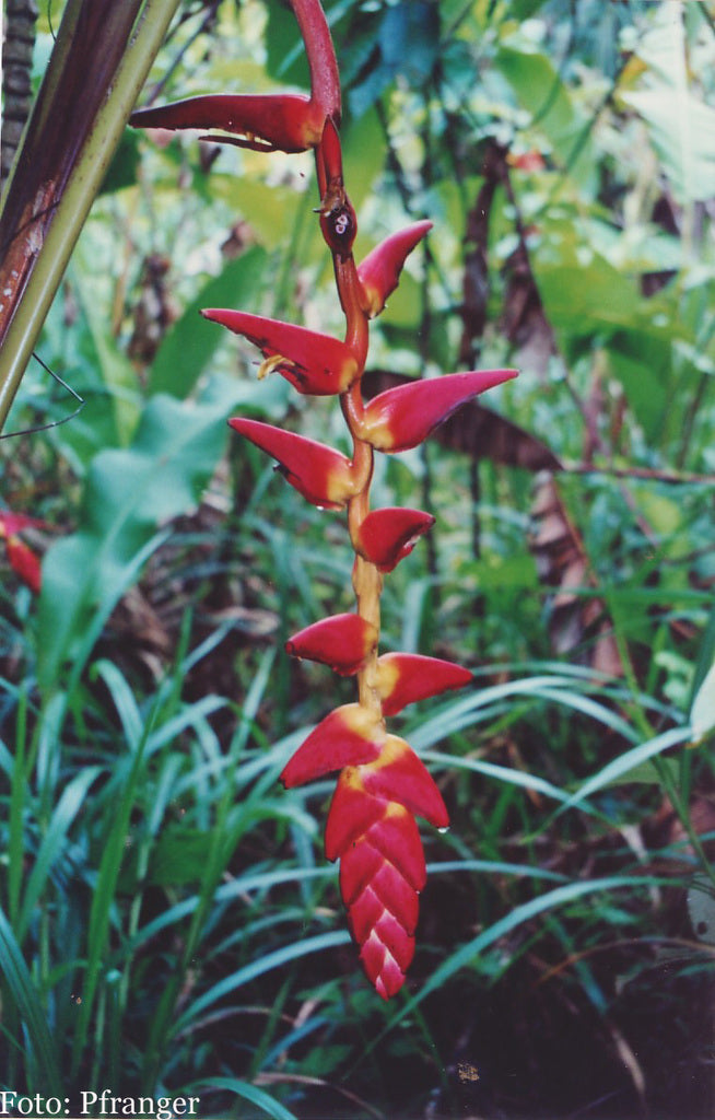 Heliconia Pogonantha Plant Seeds for Planting, NON GMO Seeds