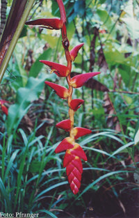 Heliconia Pogonantha Plant Seeds for Planting, NON GMO Seeds