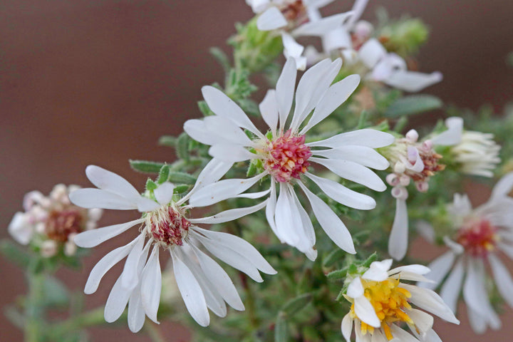 Campion Flower Seeds for Planting, NON GMO Seeds
