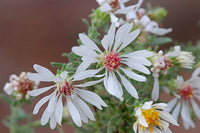 Campion Flower Seeds for Planting, NON GMO Seeds
