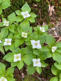 Heirloom Bunchberry Flower Seeds, Non-GMO Groundcover Blooms for Woodland Garden Planting