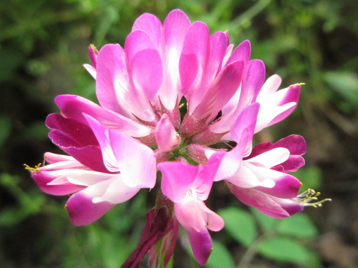 Violet Milkvetch Sinicus Seeds – Heirloom, Non-GMO Flower Seeds for Planting Colorful Blooms