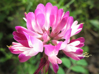 Violet Milkvetch Sinicus Seeds – Heirloom, Non-GMO Flower Seeds for Planting Colorful Blooms