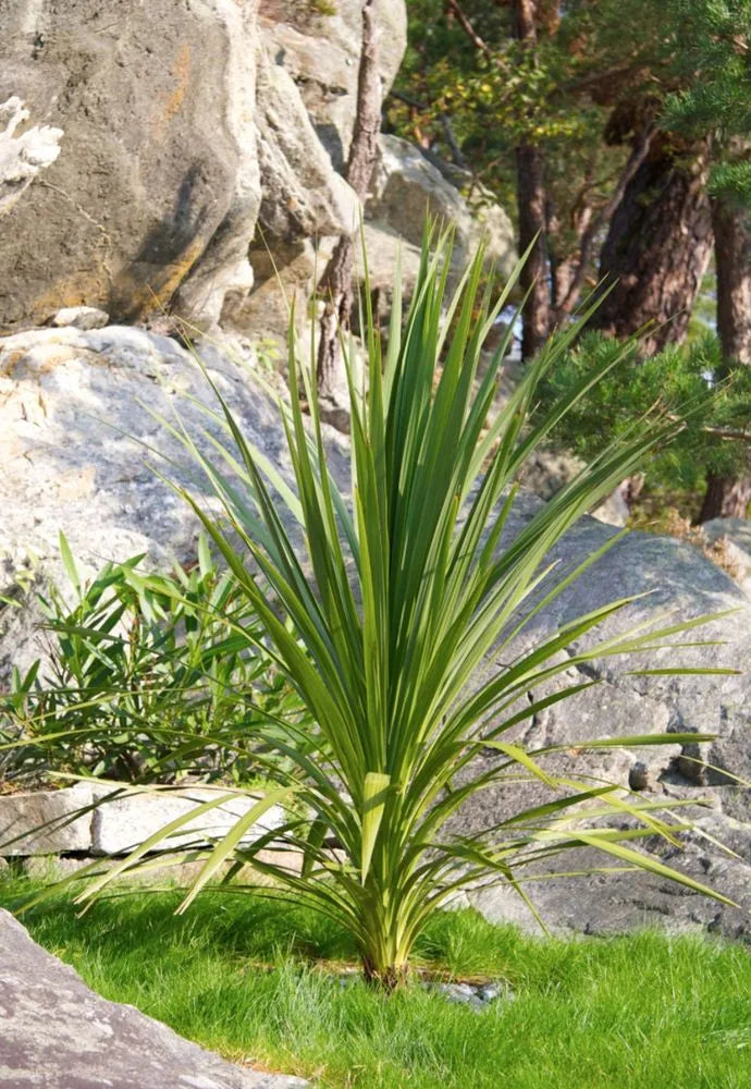 Dracaena Spikes Plant Seeds for Planting - 100 Pcs pcs