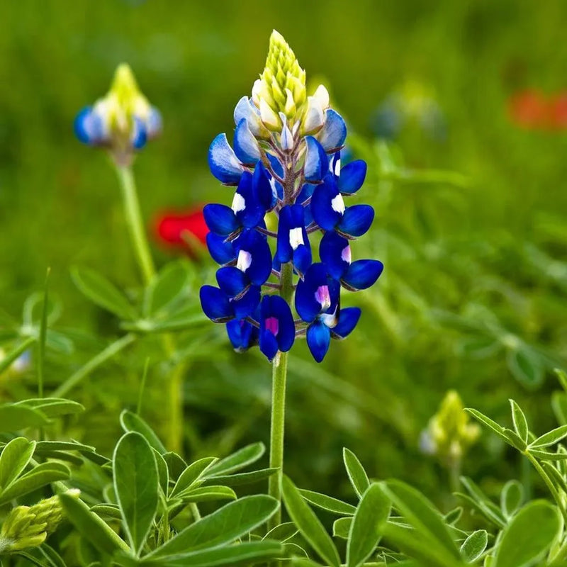 Heirloom Mixed Bonnet Flower Seeds for Garden Planting, Non-GMO, Colorful Cottage Blooms