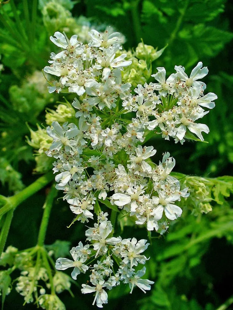 Myrrhis Odorata Flower Seeds Heirloom Non GMO Planting - 100 pcs