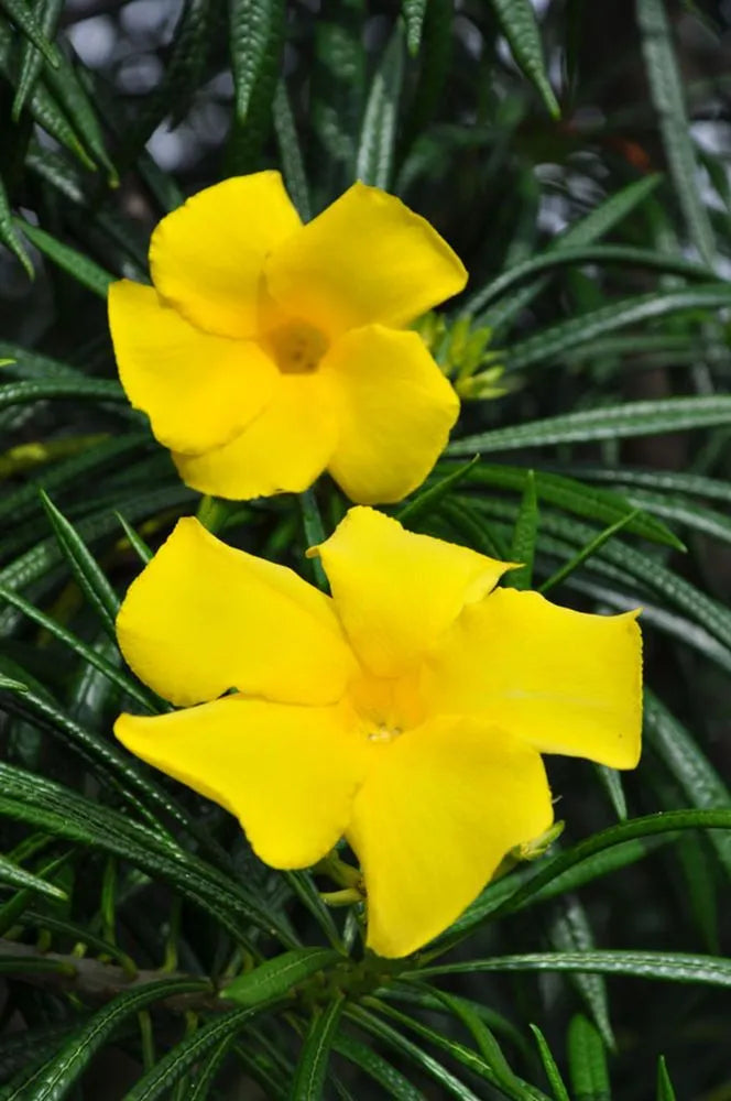 Thevetia Peruviana Flower Seeds for Planting - 100 Pcs - Heirloom, NON-GMO Seeds