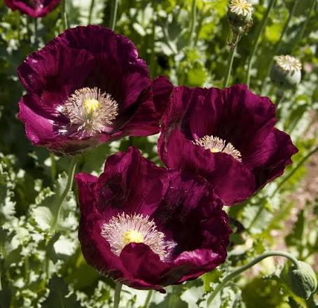  Lauren's Grape poppy flower seeds for colorful garden planting.