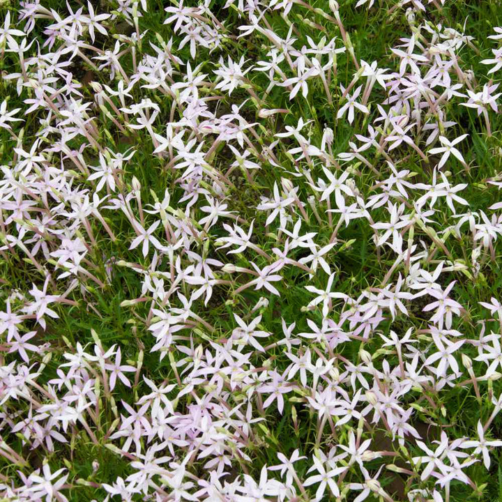 Laurentia Flower Seeds for Planting â€“ NON GMO Seeds