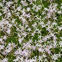 Laurentia Flower Seeds for Planting â€“ NON GMO Seeds