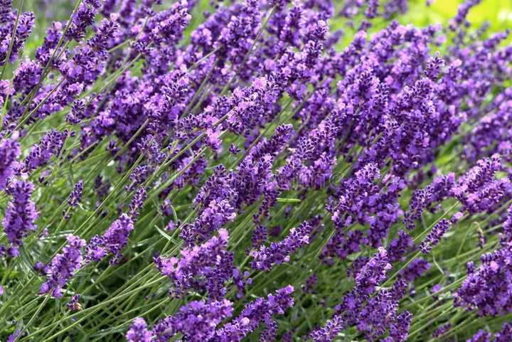 Heirloom Non-GMO Provence Violet Lavender Flower Seeds for Garden Planting – Aromatic Blooms