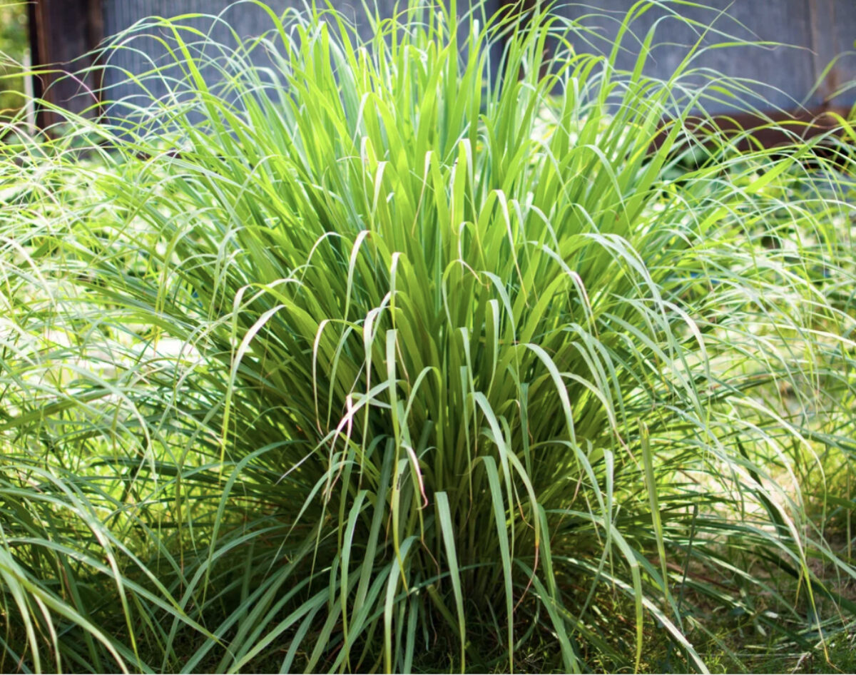 Cymbopogon flexuosus (West Indian Lemongrass) ? Aromatic & Versatile Herb