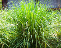 Cymbopogon flexuosus (West Indian Lemongrass) ? Aromatic & Versatile Herb