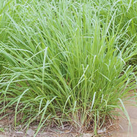 Fresh green lemongrass growing in a home herb garden.