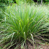 Lemongrass seeds for herb garden and outdoor planting.
