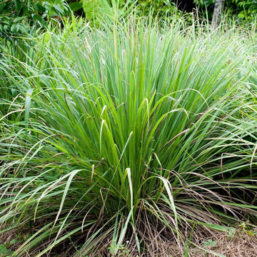 Lemongrass seeds for herb garden and outdoor planting.
