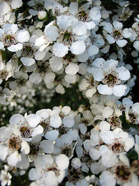 Heirloom Non-GMO Leptospermum Flower Seeds for Planting – Tea Tree Ornamental Garden Blooms